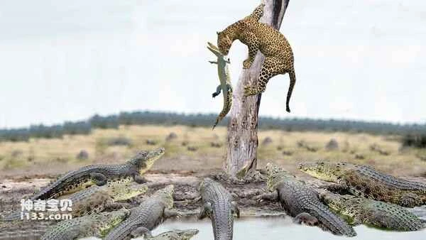 The Ten Most Ferocious Land Beasts