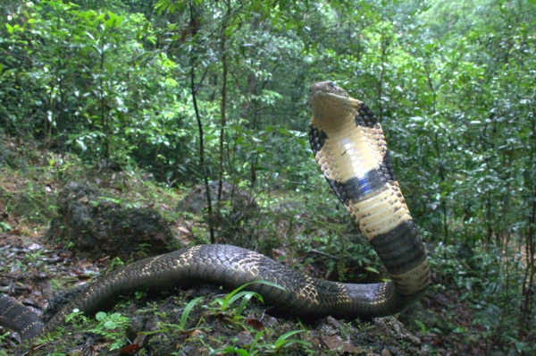 Discovery of the Western Ghats King Snake: The Revelation of a New Species