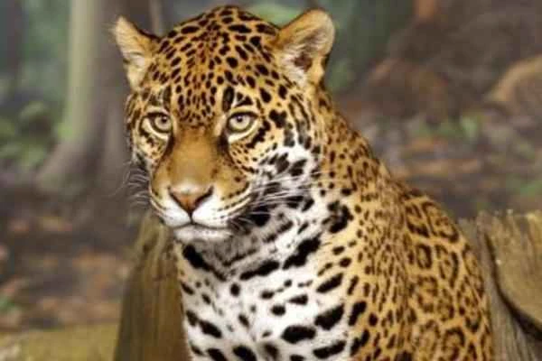 Animales híbridos: ejemplos and características - Jagleón (Panthera onca × Panthera leo)