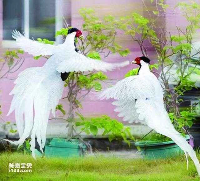 What kind of bird is a white phoenix?