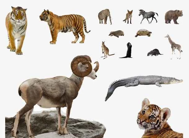 Animal Perception: Exploring the Senses and Cognition of the Animal World