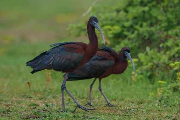 Wading birds: What are they and examples - Glossy ibis
