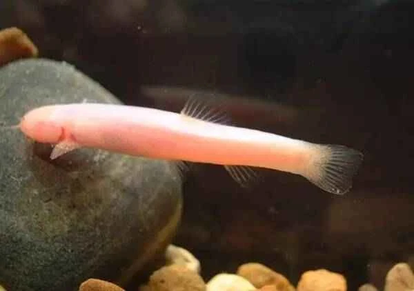 Strange blind fish