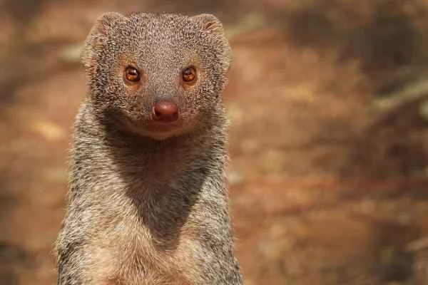 Depredadores de serpientes - Mangosta o meloncillo gris (Herpestes edwardsii)