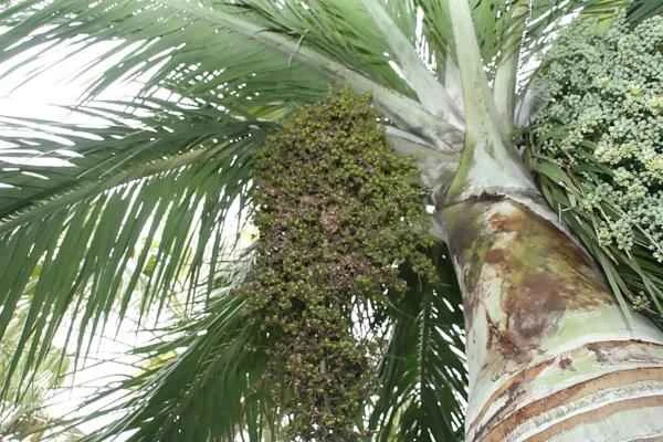 Especies endémicas de Quintana Roo - Bucanero (Pseudophoenix sargentii)