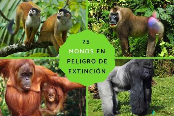 Analysis of 25 endangered monkey species and their current status (including distribution, characteristics and threats)