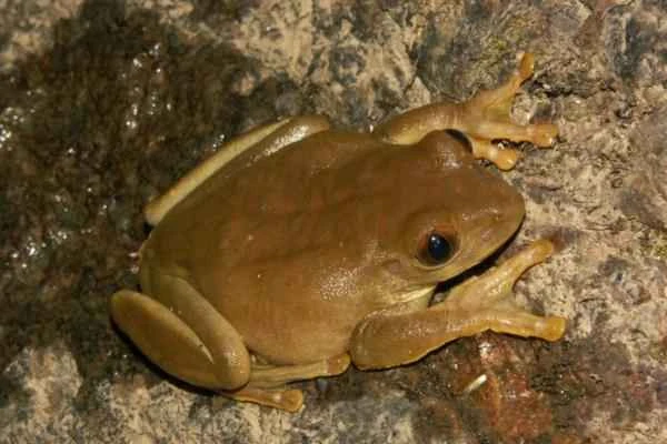 Animals and animals - La rana de árbol roja (Leptopelis rufus)