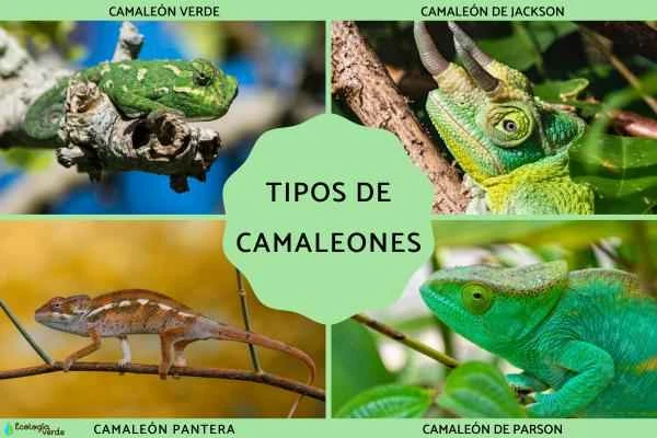 Eight Famous Chameleon Species in the World and Their Pictures | Comprehensive Science Popularization