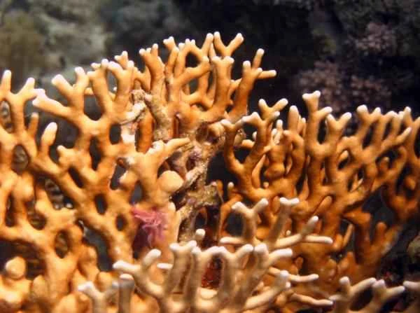 Coral de fuego: quées y picadura - características del coral de fuego
