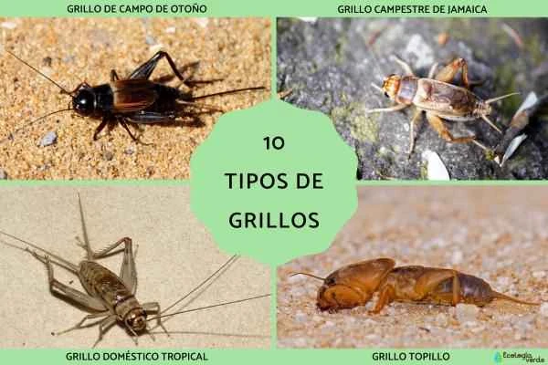 Names and pictures of 10 types of crickets