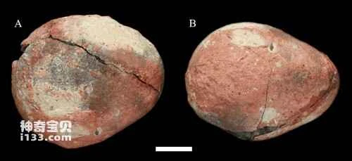 Dinosaur egg fossils discovered in the Tiantai Basin, Zhejiang Province