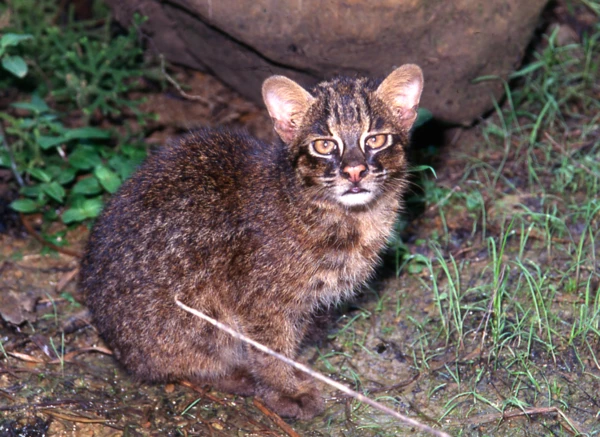 12 Rare Wild Cat Species You May Not Know