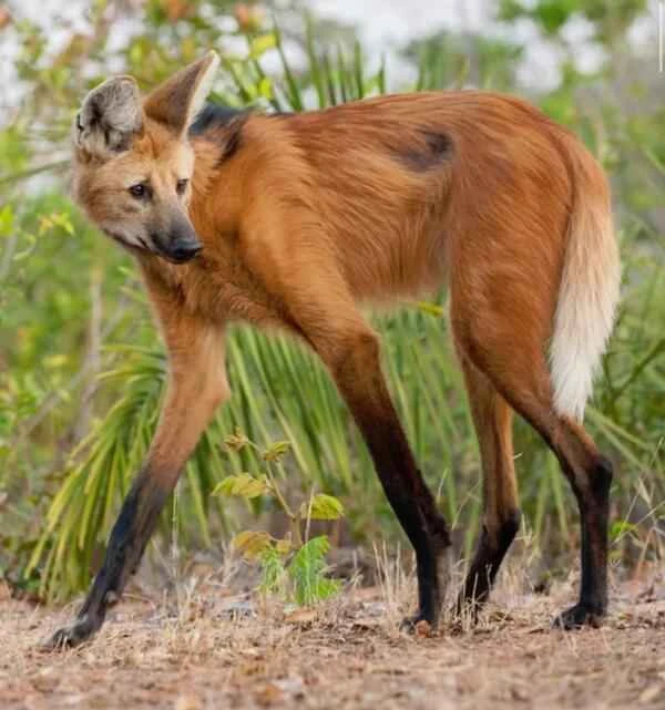 Maned Wolf: Nature's Ghost Hunter