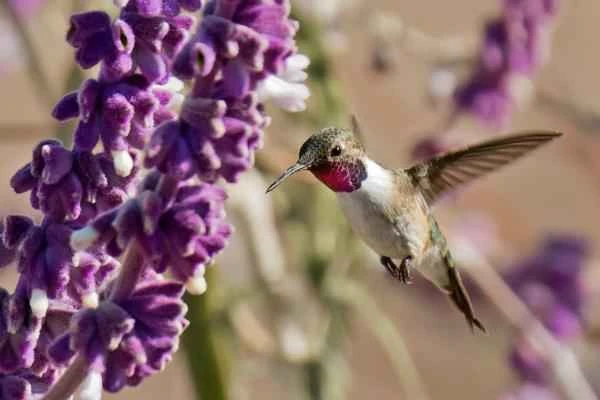 Colibríes en peligro de extinción - Picaflor de Arica (Eulidia yarrellii)