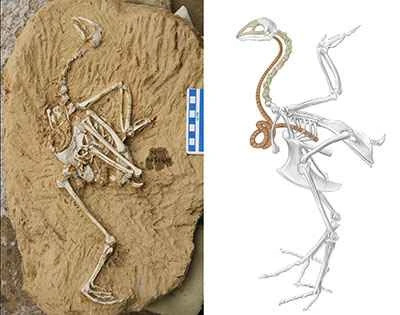 How does the ancient circling pheasant call?