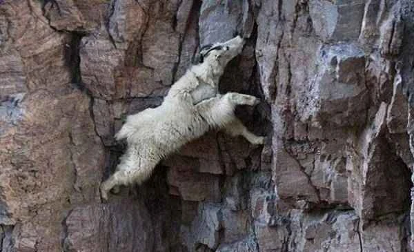 Animals living on cliffs