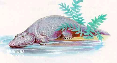 Basic structure of amphibians