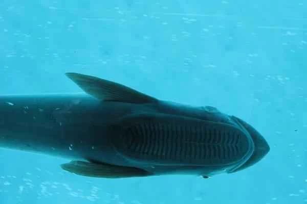 Rémoras: Características, Hábitat and Alimentación - Quéson las Rémoras and Sus Características