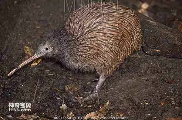 The Origin and Evolutionary History of the Kiwi