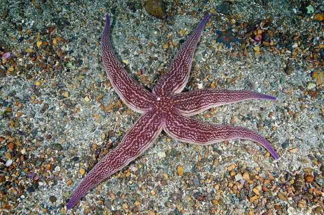 The world's ten slowest animals: which animals are so slow they make people anxious?