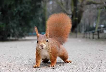 Detailed information and habits of squirrels
