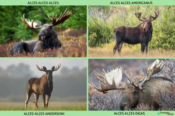 Alce: características, tipos, dónde vive y qué come - Tipos de alces