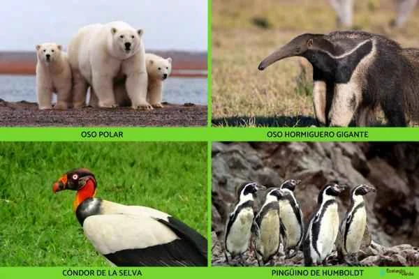 Carnivores: Examples and Names - Examples of carnivores