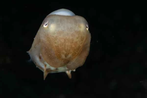 Poisonous Octopus - Dumbo Octopus (Grimpoteuthis spp.)