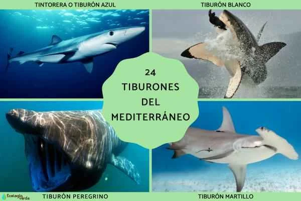 A Comprehensive Guide to Mediterranean Shark Species: Distribution, Morphological Characteristics, and Ecological Value