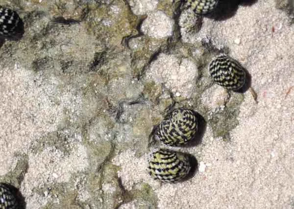 Sea snail species - Slate snail