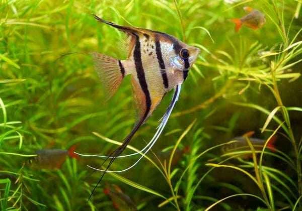 10 Best Angelfish for Freshwater Aquariums