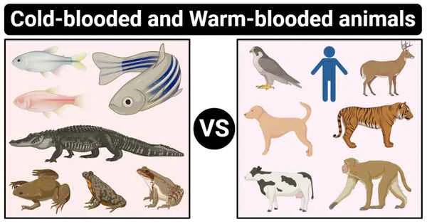 Cold-blooded animals vs. warm-blooded animals: an ultimate showdown