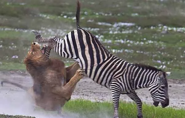 List of animals that prey on zebras on the grasslands