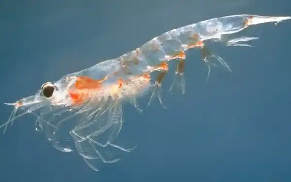 What are zooplankton?