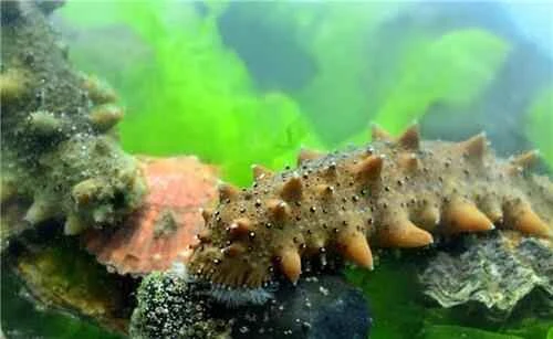 Animals that breathe through their buttocks