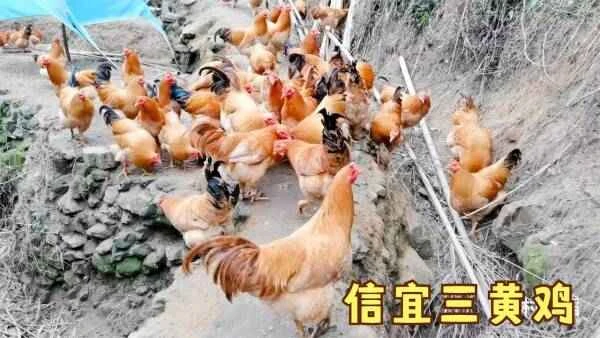 Eight superior chicken breeds in Guangdong (the top three are the three famous chicken breeds in Guangdong).