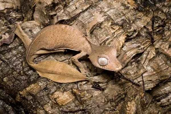Leaf-tailed Gecko Profile: Habitat, Behavior, Diet