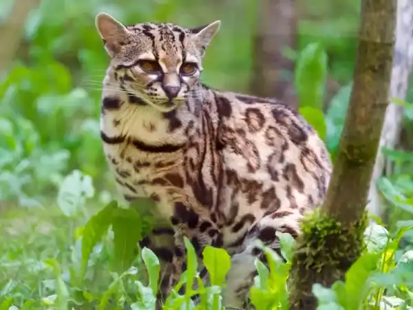 22 Endangered Animal Species in Panama (Science Popularization Edition)