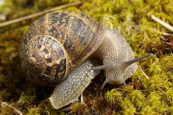 Animales in tentáculos - Caracol terrestre (Helix aspersa)