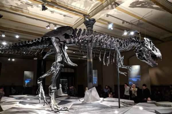 Animals bípedos: definición and ejemplos - Tyrannosaurus rex