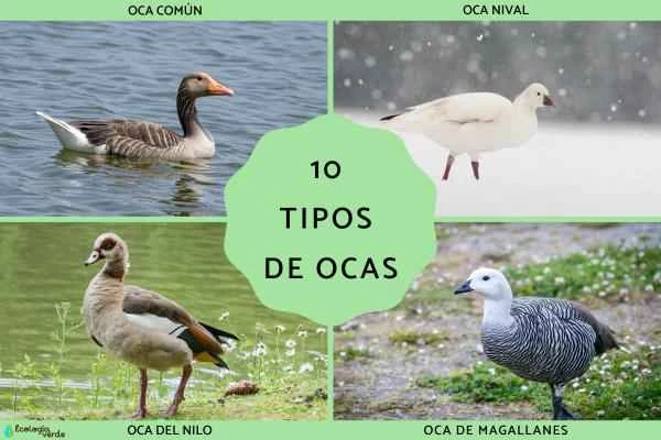 Introduction to 10 common goose breeds and their characteristics (with pictures)
