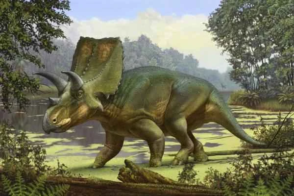 Animales cuadrúpedos: ejemplos y lista - Triceratops spp.
