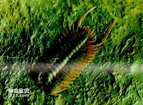 The Cambrian Trilobite World