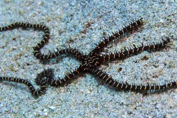 Ofiuras: qué son, especies, dónde viven y reproducción - Qué son las ofiuras