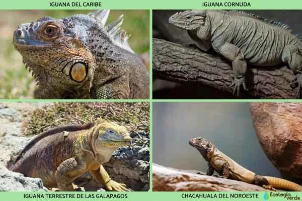 ¿ What's wrong with you? - ¿ La iguana está en peligro de extinción o no?