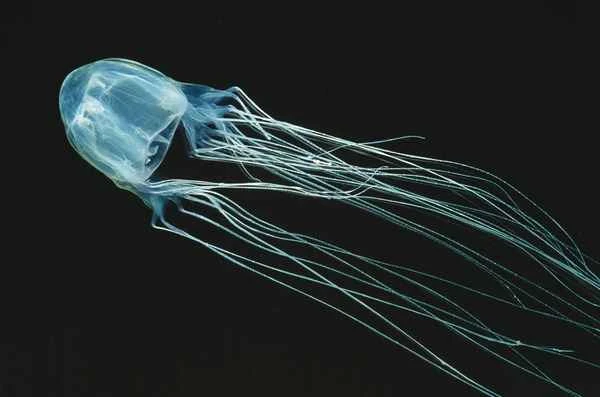 The world's most venomous animal: Box jellyfish