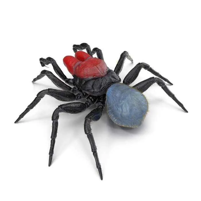 The world's top ten most venomous spiders: Be careful, don't touch them!