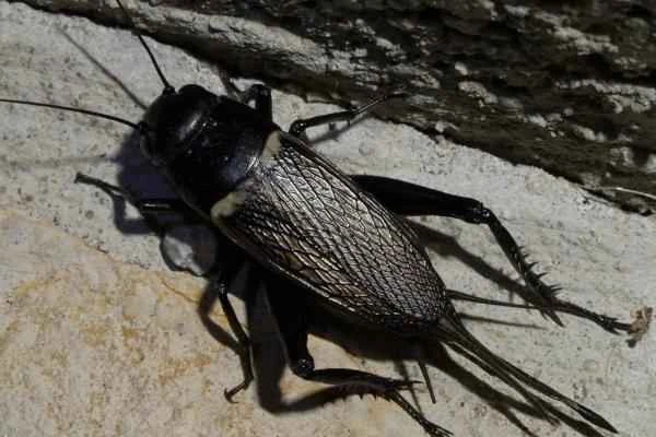 Animals and animals - Grillo mediterraneo o grillo de dos puntos (Gryllus bimaculatus)