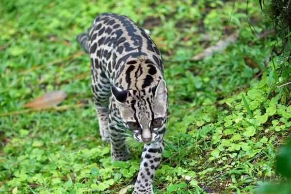 Animals in peligro de extinción in Guanajuato - Tigrillo (Leopardus wiedii)