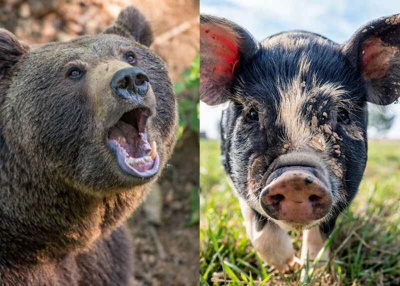 Are bears and pigs related? Exploring their evolutionary history.